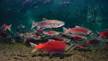 kokainverschmutzung in flüssen und seen kann laut studie das verhalten von lachsen stören