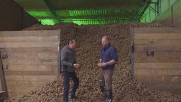 rekordverdächtige kartoffel-ernte stellt bauern vor probleme