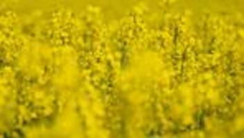 agrar: gelb blühende Ölpflanze - bauernverband informiert über raps