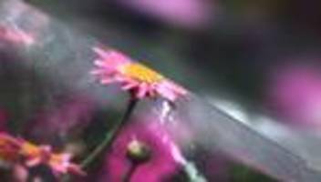 Bauernregeln zum Wetter: Eisheilige verlieren an Bedeutung - droht dennoch Spätfrost?