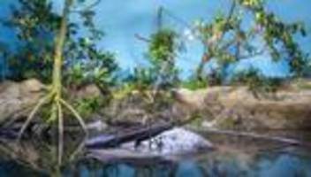 Frankfurter Zoo: Neues Ökosystem im Zoo: Mangroven ersetzen Pinguingehege