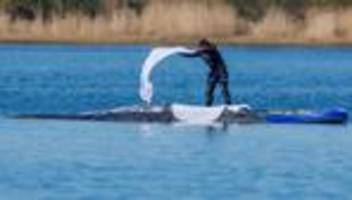 Gestrandeter Buckelwal: Rettungsinitiative: Wal war zeitweise in völliger Panik