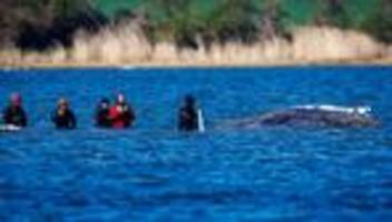 Kann Walrettung noch gelingen?: Niedriger Wasserstand macht Wal-Helfern zu schaffen