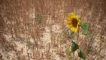 Klima: Bericht: Extremhitze bedroht Landwirtschaft und Ökosysteme