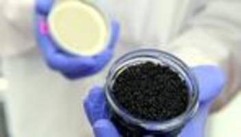 Kriminalität: Acht Kilo Kaviar in Reisegepäck entdeckt