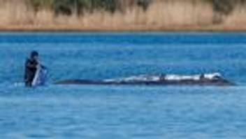 Mecklenburg-Vorpommern: Umweltminister sucht neues Konzept zur Wal-Rettung