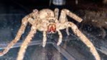 tiere: sie kann beißen - nosferatu-spinne krabbelt auch in hamburg