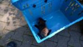 Tierischer Einsatz: Feuerwehr rettet jungen Fuchs aus Stuttgarter Abwasserkanal