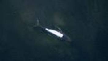 Zustand der Wale: Alle Augen auf Timmy – aber wie geht es seinen Artgenossen?