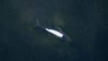 wal-rettung in der ostsee: die absurde timmy-verschwörung