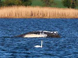 Faszination für Wesen in Ostsee: Psychologe: Gestrandeter Wal ist Schicksal-Analogie unseres Lebens