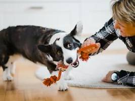 Unterschätzter Beziehungs-Push: Spielen stärkt Hunde-Bindung mehr als Training