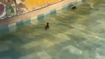 Berliner Polizei rettet niedliche Küken aus Brunnen am Alex – „Ente gut, alles gut“