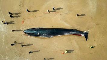 Neuseeländische Expertin zieht unbequeme Schlüsse aus  deutschem Wal-Drama