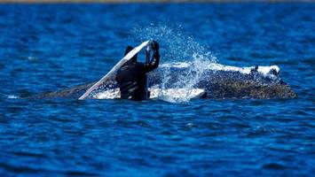 ostsee-wal timmy – berliner meeresbiologin appelliert an „mut zur zurückhaltung“