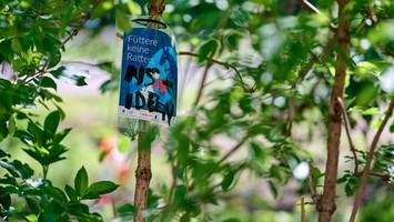 „ein teppich aus ratten“: so blicken anwohner auf plage am neuköllner reuterplatz