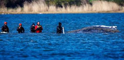 Wal in der Ostsee: Diese Personen sind in dem Fall besonders präsent