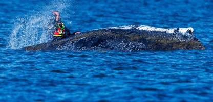 Walrettung in der Ostsee: Muss Timmy gerettet werden? Eher unsere kollektive mentale Gesundheit
