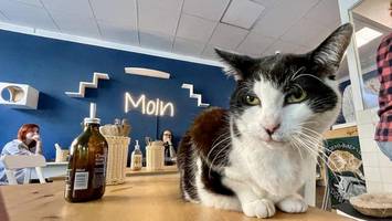 aus für katzencafé: betreiberin reagiert auf „krasse reaktionen“ der gäste