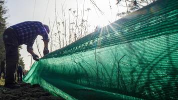 Bauprojekt bedroht Kröten-Rettung: „Warum hat keiner mit uns gesprochen?“