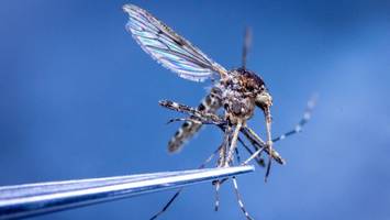 Erstmals Stechmücken auf Island entdeckt – Forscher schlagen Alarm