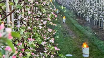 frost im alten land: wie ein bauer kurzerhand seine ernte rettete