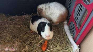 kurz vor dem erfrieren: spaziergänger retten ausgesetzte meerschweinchen