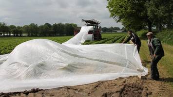 Nach Frostnacht im Norden: Gefahr für Erdbeerernte noch nicht gebannt