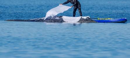 wieder leute am liegenden wal – verfolgen sie den rettungsversuch live im video