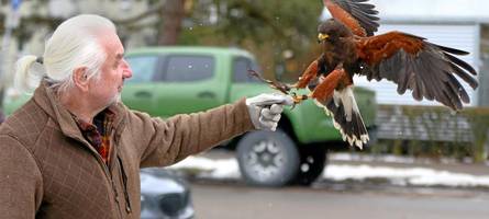 „man hört die kleineren vögel wieder zwitschern“: falkner befreit neu-ulm von krähenplage