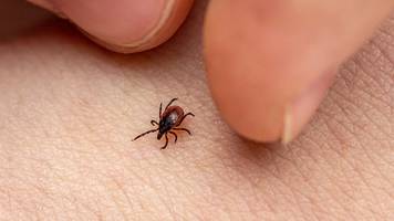 hausarzt: fsme-impfung lohnt sich auch jetzt noch