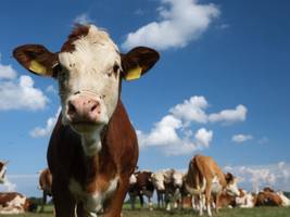 Umwelt: Tierische Produkte: Es grünt so grün