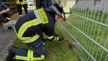 Celle: Feuerwehr rettet Igel aus misslicher Lage