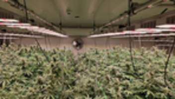 Elbvertiefung: Der tägliche Newsletter aus Hamburg: Good Weed will Weile haben