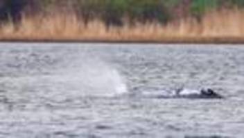 Experten zum gestrandeten Wal: Empathie ist menschlich - aber viel hilft nicht immer viel