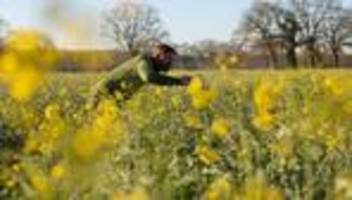Landwirtschaft: Frost und Käfer setzen dem Raps im Norden zu