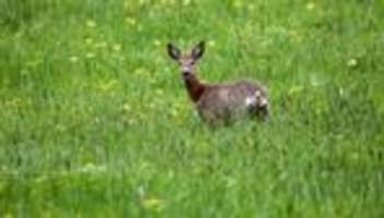 Tiere: Wilderer schießt Rehbock