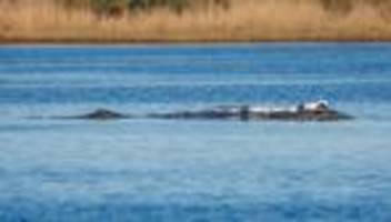 Wal-Hype: Buckelwal sorgt für steigende Nachfrage nach Wal-Büchern