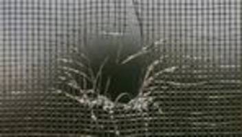 schrottimmobilien: ratten, schimmel, müll. willkommen in der schrottimmobilie