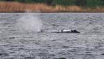 Buckelwal vor Poel: Initiative will Lastkahn zur Walrettung einsetzen