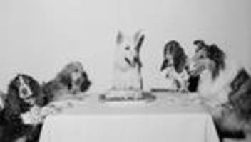 Verhalten von Hunden: Was wirklich entscheidet, ob ein Hund zu mir passt