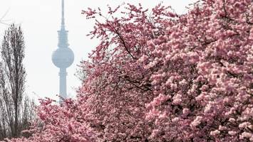 Ein Geschenk aus Japan: Wie die Kirschblüte nach Berlin kam