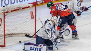 Eisbären gegen Adler: „Das wird wahrscheinlich ein Krieg“