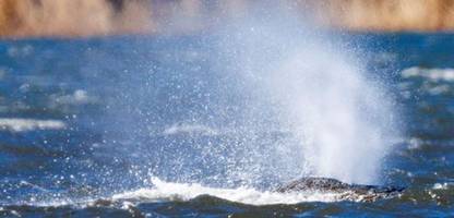 gestrandeter wal in der ostsee: medienpsychologe erklärt den hype