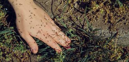 Karlsruhe: Wie eine aggressive Ameisen-Art die Stadt untergräbt