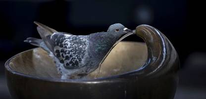 Zürich: Streit über die Tötung von Tauben