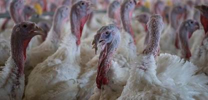 tierschutz: bundesverwaltungsgericht entscheidet für bessere haltungsbedingungen im putenstall