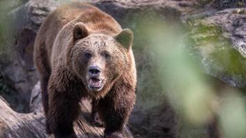 braunbär tötet frau in polen – sohn findet körper im wald