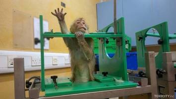 Labormitarbeiter filmt grausige Tierversuche: „Werde nie ihr Quieken vergessen“