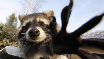 Niedlich, aber eine Plage: Waschbären werden im Kreis Segeberg zum Problem